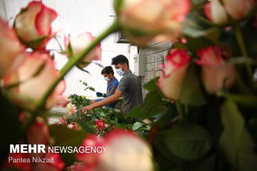 افزایش کیفی و کمی پرورش گل رز با دستگاه نانو حباب ساز ایرانی