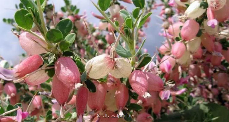 بررسی خاصیت آنتی اکسیدانی گیاه انزروت